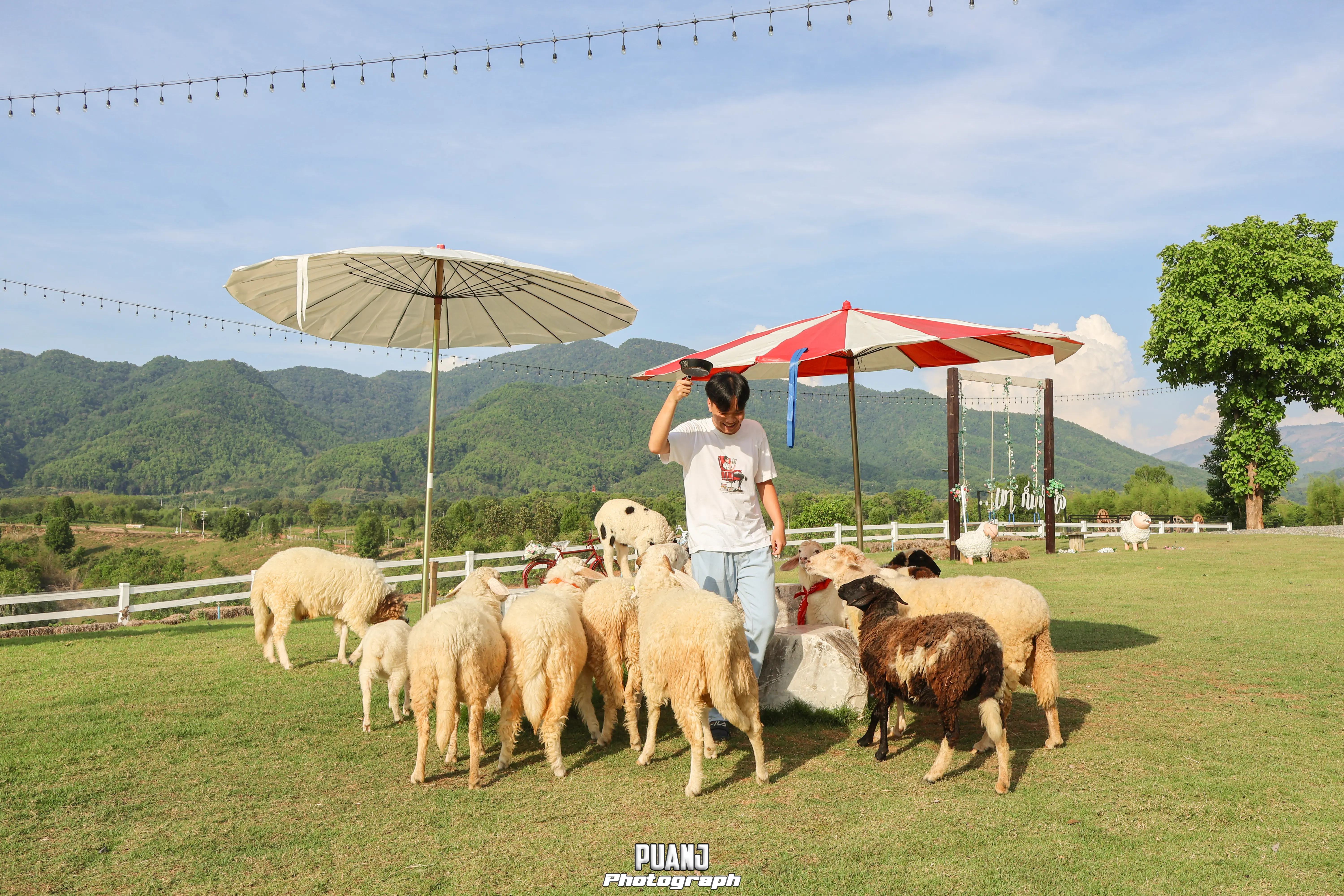 ฟาร์มแกะแดนพนา